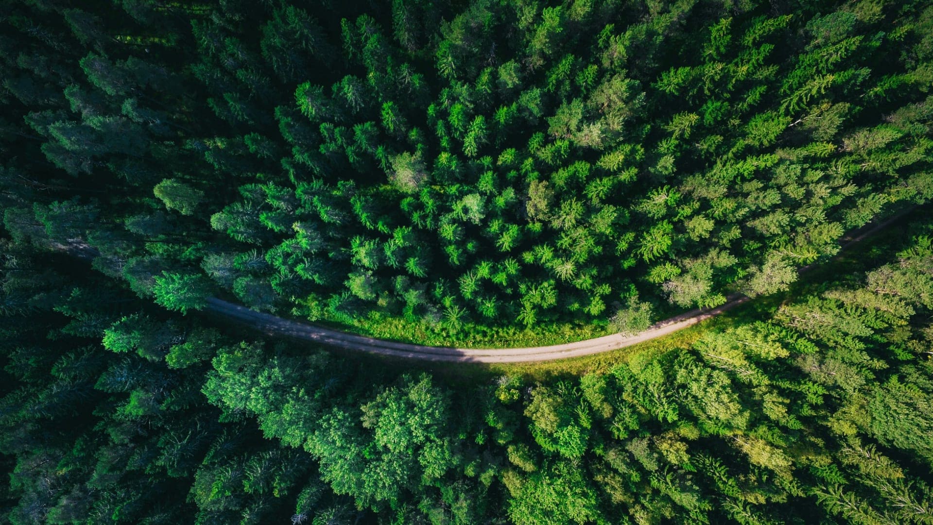 Birds eye view on a spruce forest with a gravel road 