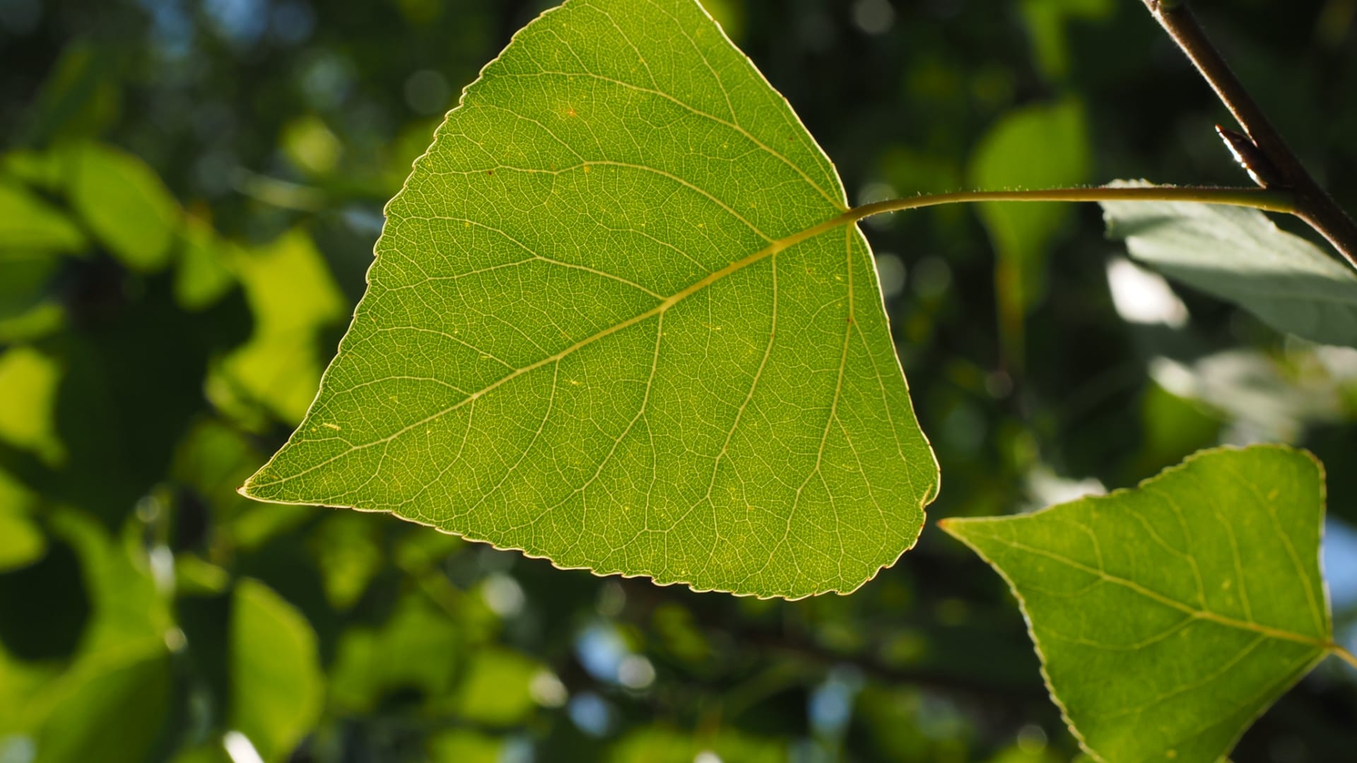 Macro photography of a leaf from a poplar tree