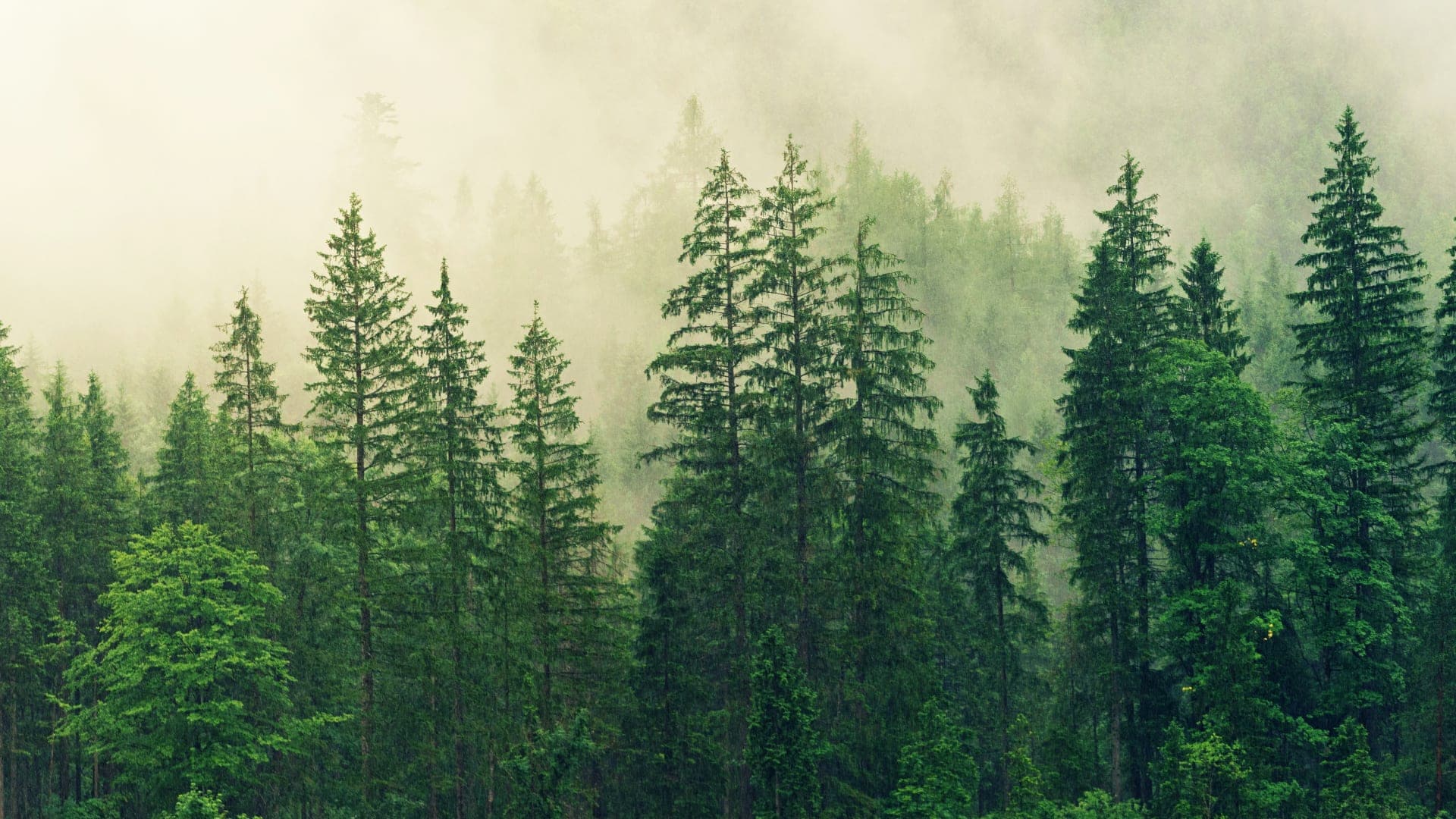 A forest of spruce trees in the mist