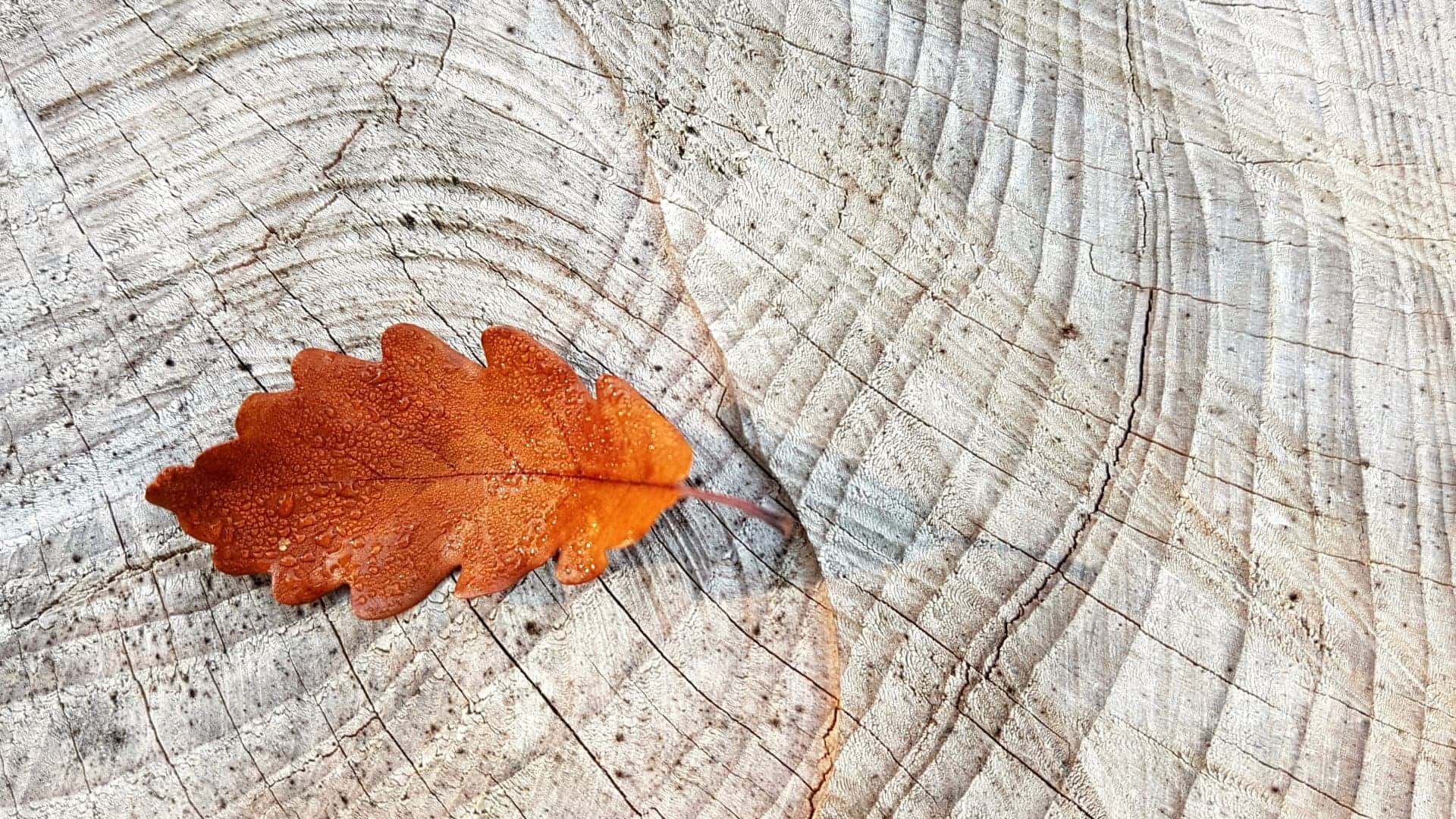 one single oak leave placed on a white coloured, sawed oak surface