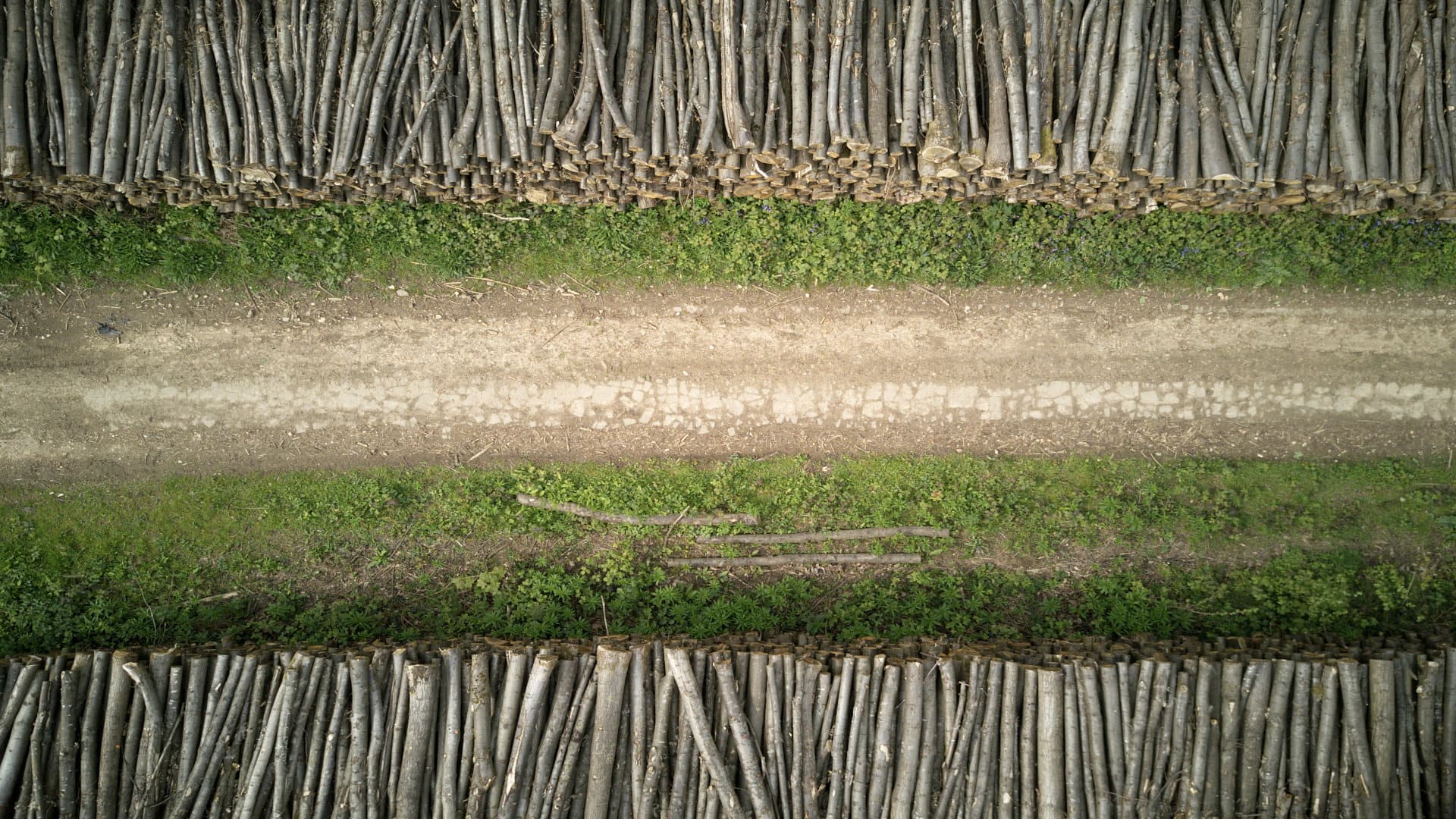 hundreds of freshly cut logs  pounded on each other on both sides of a gravel road in the forest