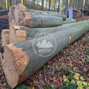 Beech Logs Product Image