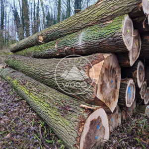 Product Image Poplar Logs from Germany, Belgium and the Netherlands