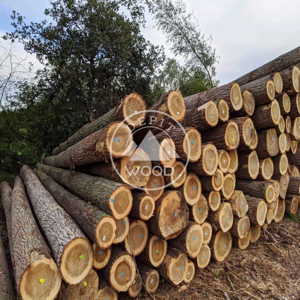 Product Image Poplar Logs from Germany, Belgium and the Netherlands