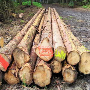 Product Image Spruce Logs