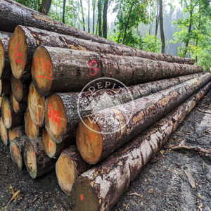 Product Image Spruce Logs