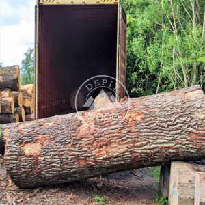 White Oak Logs Product Image 