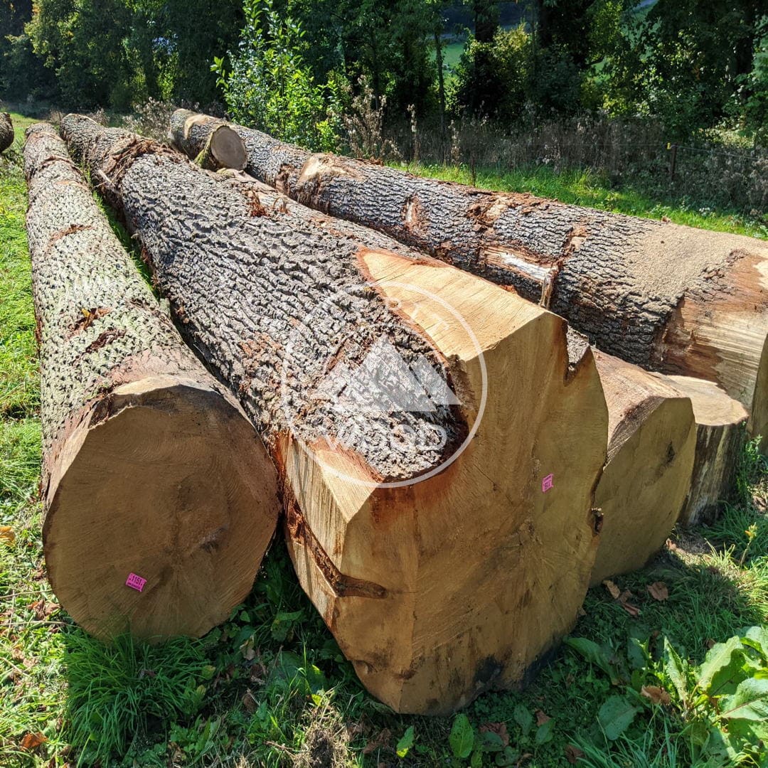 Quality White Oak Logs From Europe For Worldwide Export At Best Rates