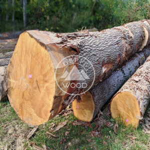 White Oak Logs Product Image 