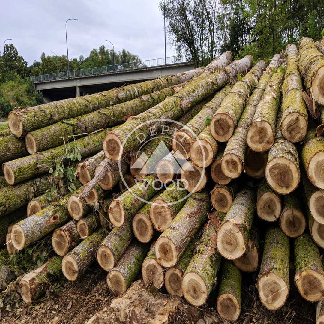 Poplar wood Logs