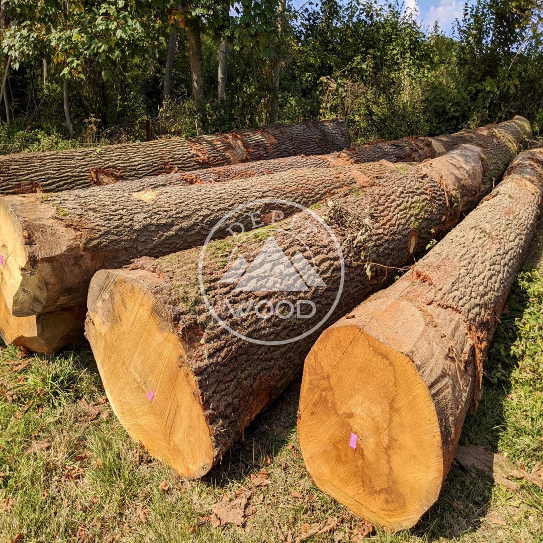 Quality White Oak Logs From Europe For Worldwide Export At Best Rates